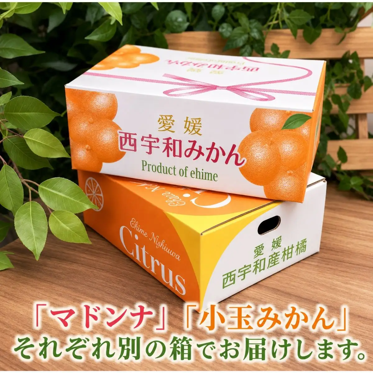 【先行受付】ぷるぷる新食感!「マドンナ」+濃厚!「小玉みかん」約5kg【D39-32】【1252242】 YWTF014