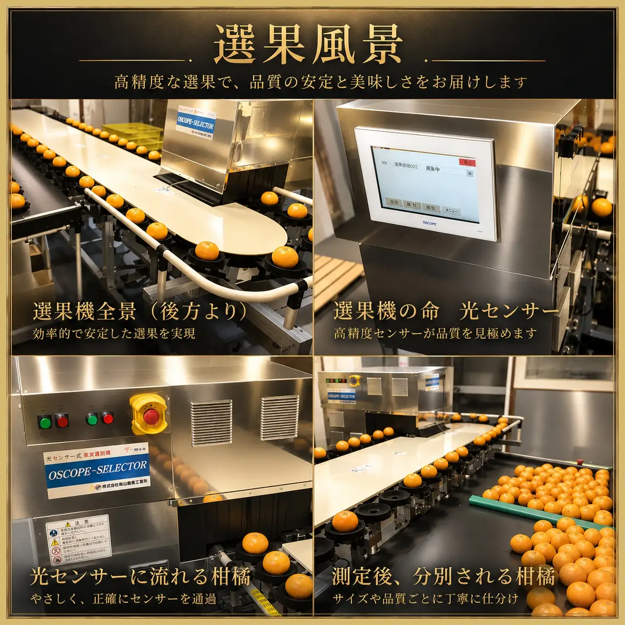 【先行受付】極撰柑橘【雅】光センサー合格品・限定300ケース　愛媛の高級柑橘「甘平」約1.8キロ【D39-66】【配送不可地域：離島】【1619270】 YWTF041