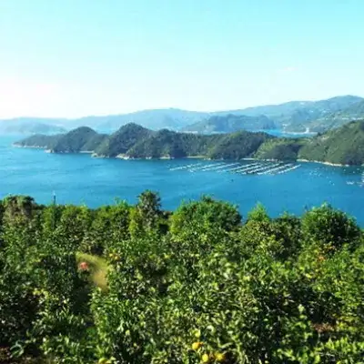 【先行受付】愛媛の“三大高級柑橘”の一つ!「甘平(かんぺい)」約3.5kg入【訳あり】【C28-23】【配送不可地域：離島】【1046128】 YWTN016