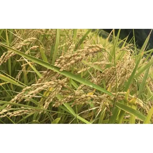 自然栽培 イセヒカリ 5kg 白米 | 農薬 肥料不使用 天日干し