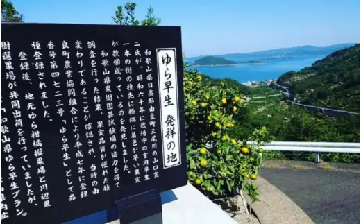 ＼訳あり／ ゆら早生みかん 5kg / みかん ミカン 和歌山県 柑橘 早生 甘い 蜜柑 フルーツ 果物 くだもの 食品  産地直送 由良町 ご家庭用 ゆら早生 早生みかん 【2026年10月上旬～10月下旬頃に順次発送予定】【myvi003-c-5】