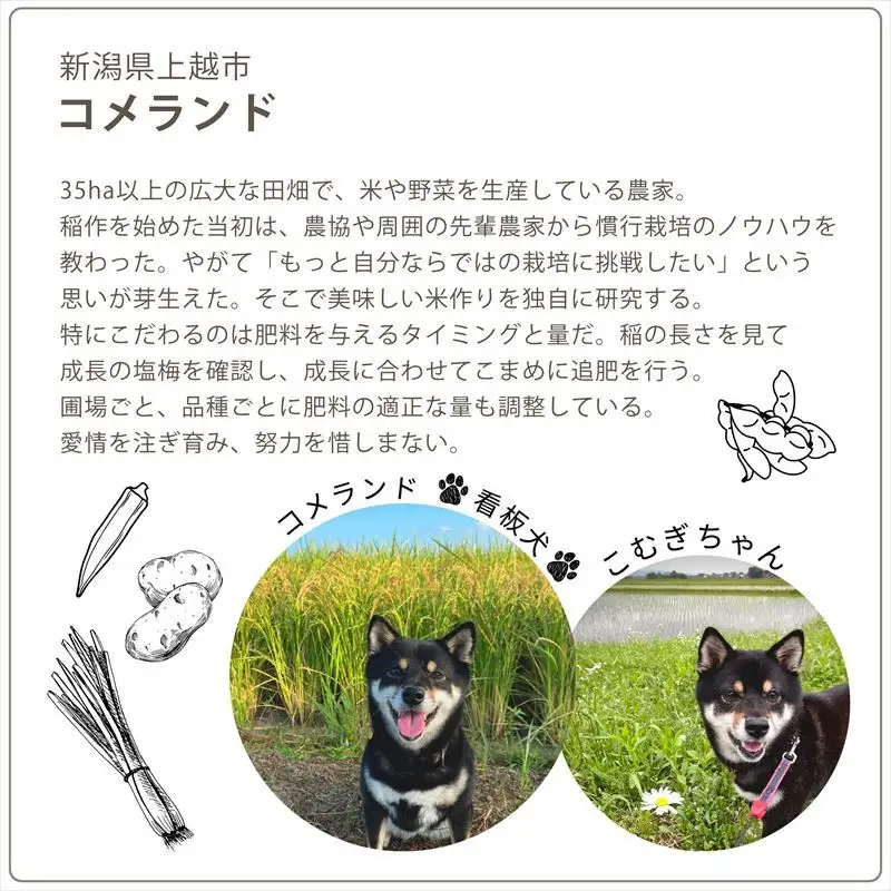 【先行予約】コメランド 新之助 精米 上越産 5kg 新之助
