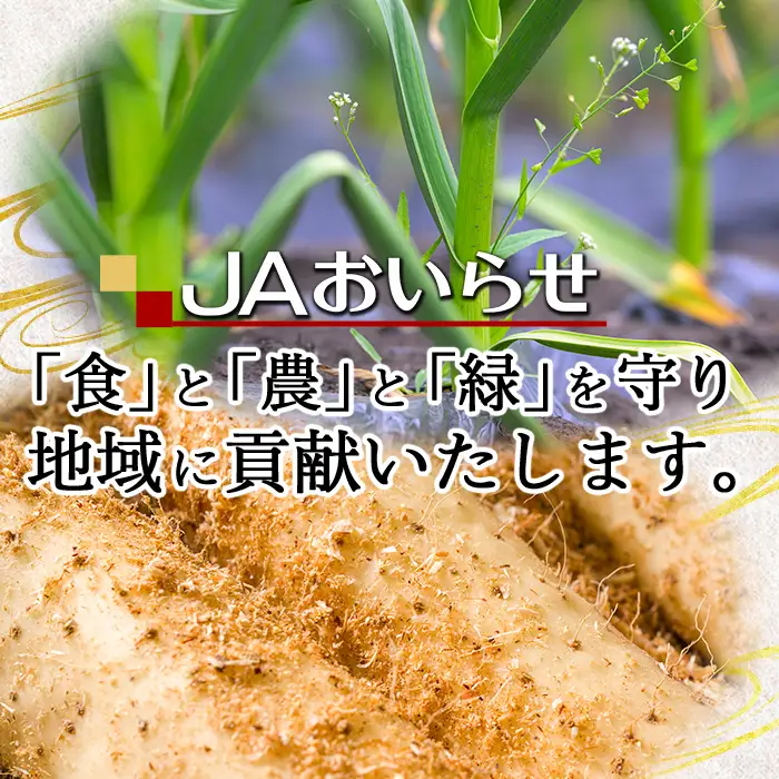 青森県三沢市産 長いも (5kg) 野菜 やさい 根菜 とろろ 長芋 長いも 山いも 芋 いも 青森県産 三沢市産 【おいらせ農業協同組合】【ms25-02】