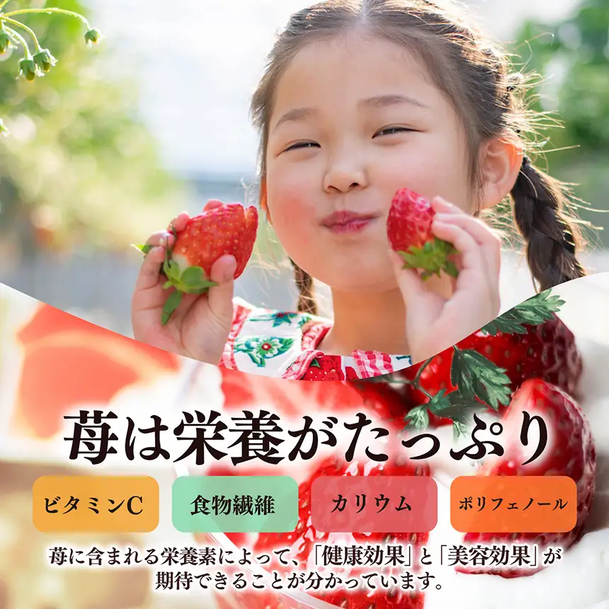 【定期便2回】平群の古都華 2L～3Lサイズ （2パック 1ケース） 計2パック | 先行予約 1月 2月 お届け いちご 苺 古都華 フルーツ 果物 くだもの ブランド 苺  甘い 大人気 旬 送料無料 濃厚 産地直送 辻本農園  奈良県 平群町