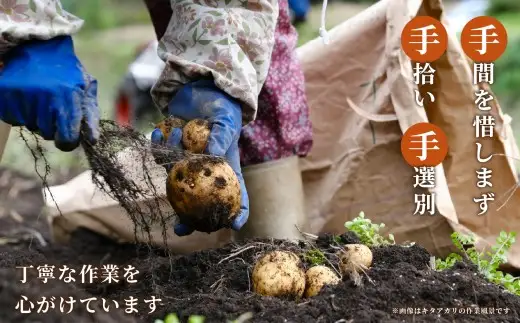 【 厳選品 】 岩手にのへじゃがいも「伝」メークイン （ サイズ混合 ） 5kg ／ じゃがいも 野菜 やさい 国産 岩手県産 二戸市産 芋類 【 2026年9月上旬～2027年2月上旬発送予定 】