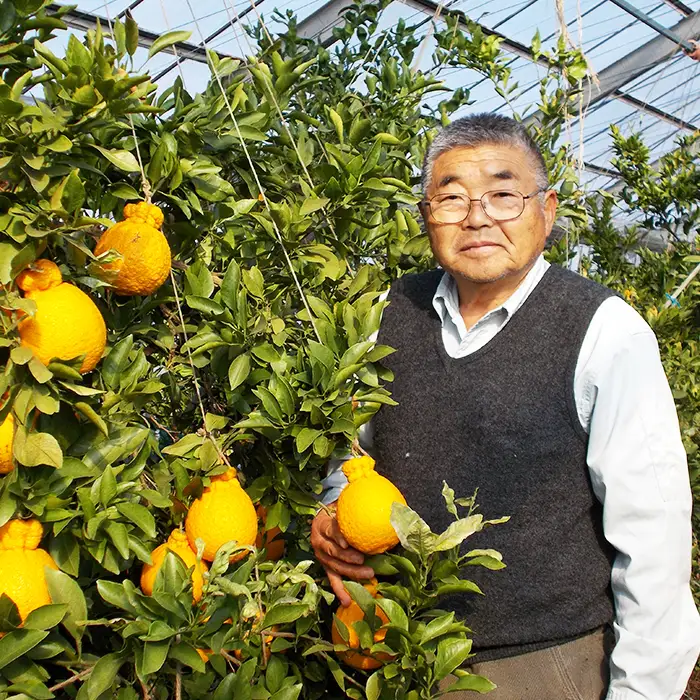 【鴨川の柑橘】ひと房で旨さ際立つ 温州みかん『田口早生』５kg 《11月中旬より発送》《数量限定》《先行予約》ちばエコ農産物 旬の柑橘 みかん ミカン 蜜柑 早生温州 早生みかん 薄皮 樹上完熟 ハウス栽培 鴨川産 千葉県産 [安田園芸][0010-0369]