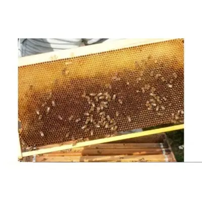 天然徳之島産はちみつ「センチュリーハニー」180g×2個