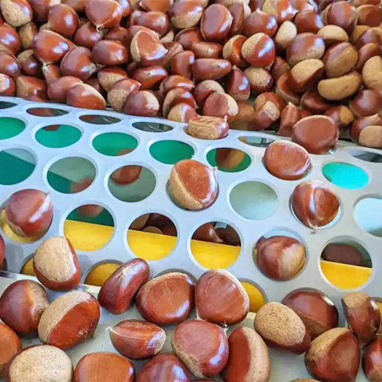 生栗 2kg 4Lサイズ 筑波 栗 クリ くり 茨城県 笠間市 JO-016