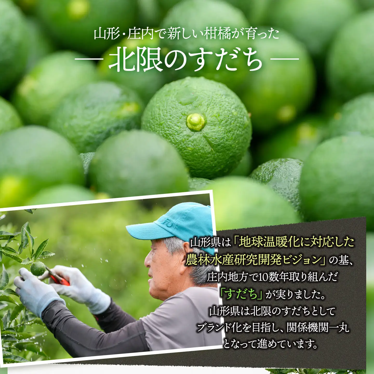 【北限のすだち使用】米粉とすだちのパウンドケーキ 1本 (320g)　野菜みらい計画 | お菓子 洋菓子 パウンドケーキ 北限のすだち 米粉 スイーツ グルテンフリー カフェスイーツ ギフト 贈答 東北 山形 鶴岡市