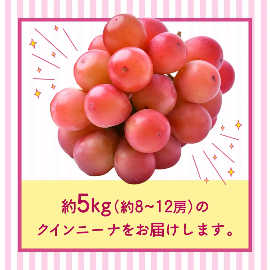 クインニーナ 約5kg （約8～12房）【2026年8月より発送開始】（茨城県共通返礼品 [ぶどう]：結城市産）