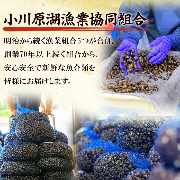 小川原湖産 大和しじみ (冷凍) (150g×8P) 小川原湖 しじみ 冷凍しじみ しじみ貝 国産 青森県産 しじみ汁 冷凍保存 冷凍食品 貝類 【小川原湖漁業協同組合】【ms18-01】