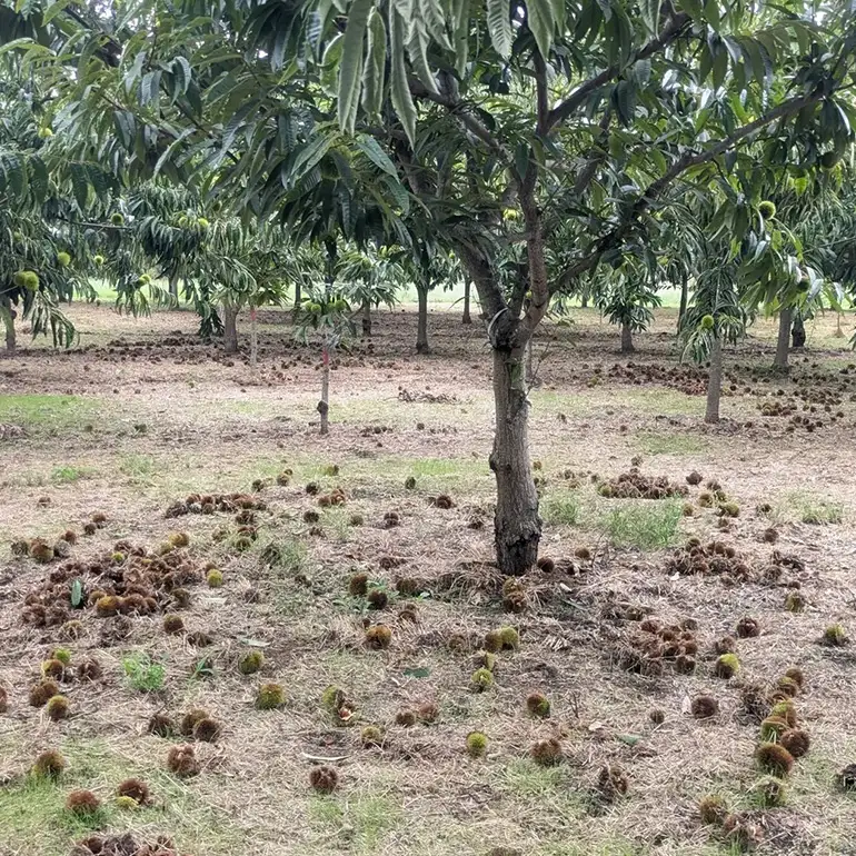 100％笠間産 和栗のくり甘納豆 2パック かねこ農園 栗 甘納豆 JO-019