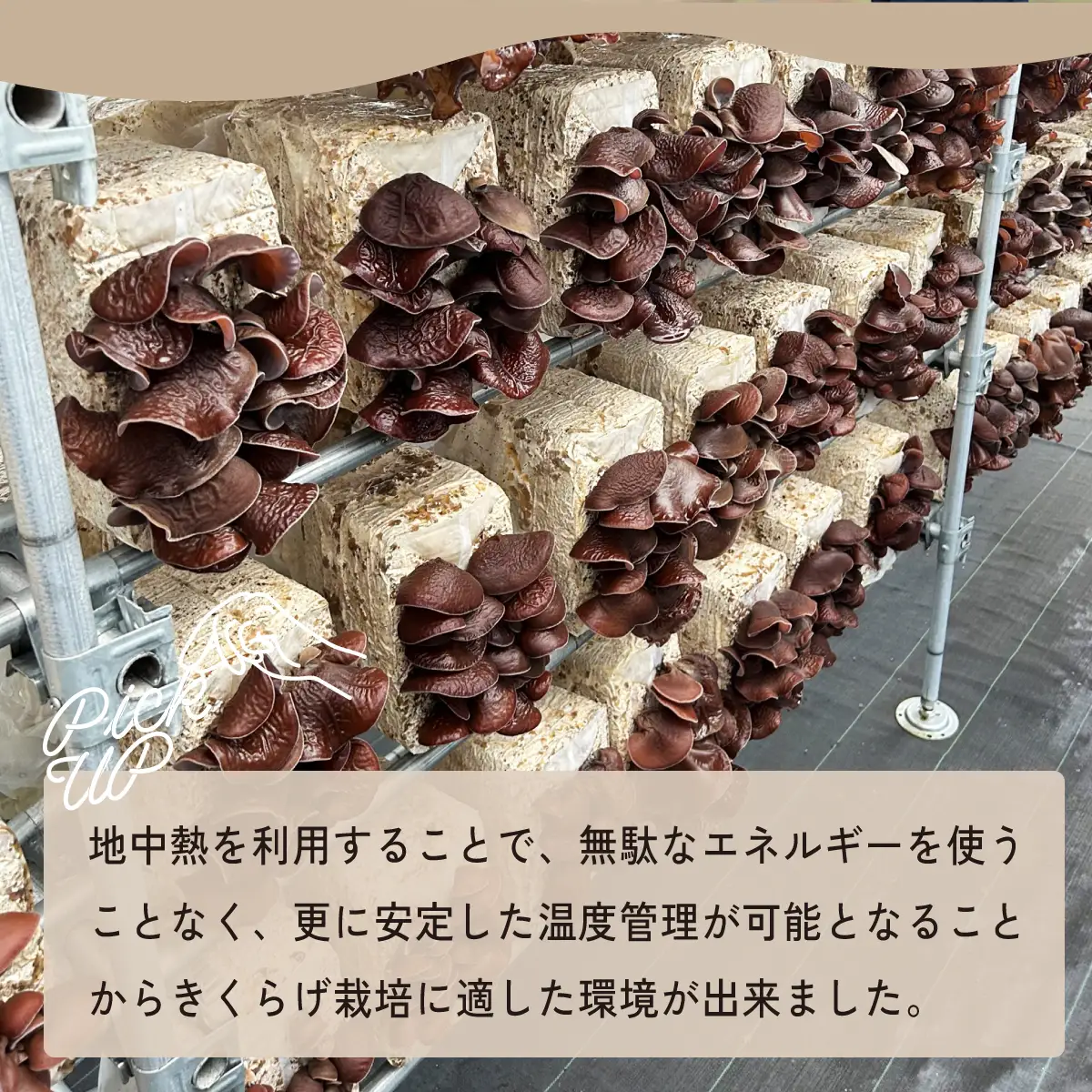 国産 乾燥きくらげ 細切りカット 30g 大地のきくらげ