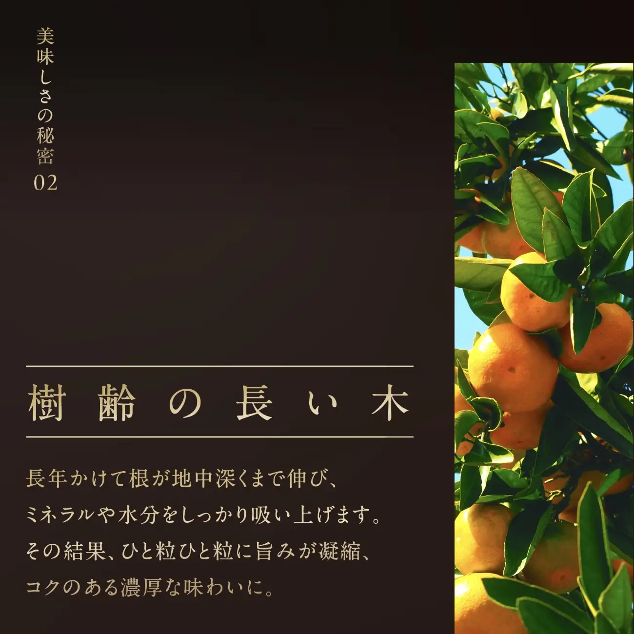 【先行受付】【三つ星ブランド】星乃みかんプレミアムシリーズ(5kg)【D45-84】【1454778】 YWTAZ046