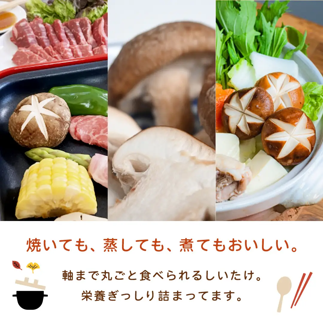 産地直送！軸まで美味しい『軸王しいたけ』特大サイズ 約500g (約10〜12個)
