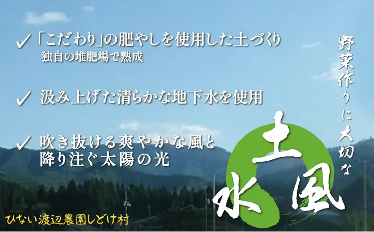 トロッとおいしいオクラ＜80本、約1000g＞　80P3206【ひない渡辺農園しどけ村】
