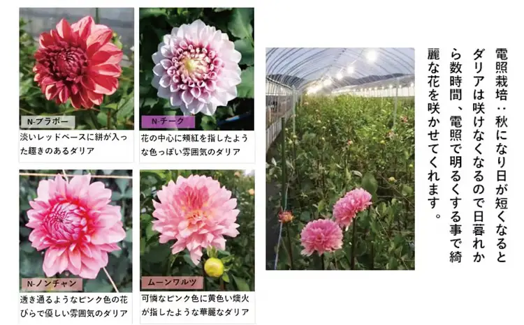 新鮮！綺麗！秋田のダリア〈5本〉　45P7805【ひない渡辺農園しどけ村】
