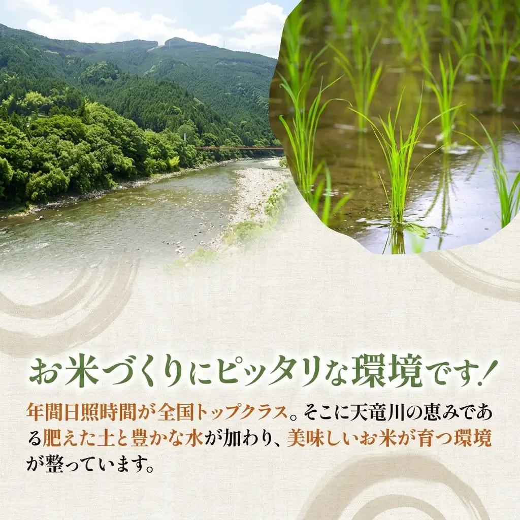 【令和7年産】静岡県産米 こしひかり 5kg 川島米穀店 お米 精米 こめ ご飯 白米 静岡 浜松市