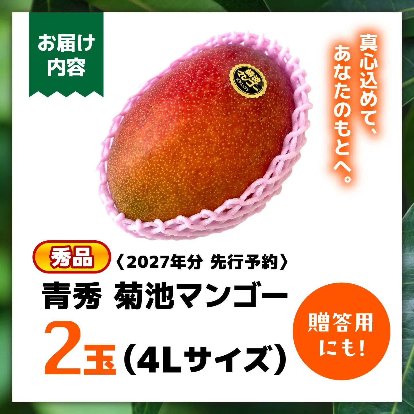 【2027年6月上旬から順次発送】秀品 菊池マンゴー2玉 4Lサイズ 友枝マンゴー農園[AYDF006]