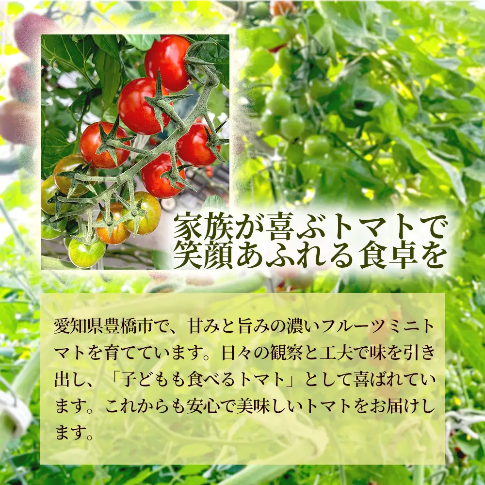 《先行予約》【フルーツのような濃厚な甘み】樹（いつき）フルーツミニトマト（小鈴クイーン）1kg 1セット 甘い野菜 デザート感覚 おやつ スイーツ感覚 サラダ用 そのまま食べる 旬 家庭用 贈り物 女性向け お取り寄せ 産地直送 愛知県 豊橋市