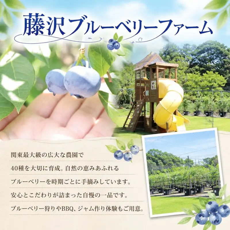 訳あり ブルーベリー 冷凍 1.2kg   blueberry