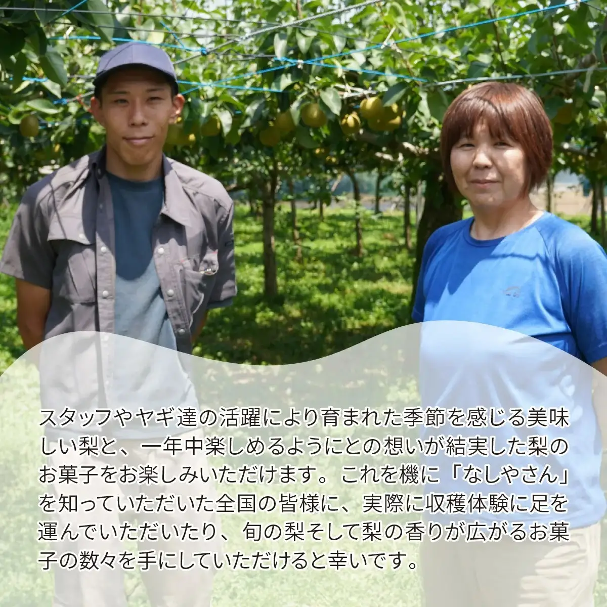 梨 彩玉 約3kg(5～7個入り)  | 梨 彩玉 埼玉県 東松山市