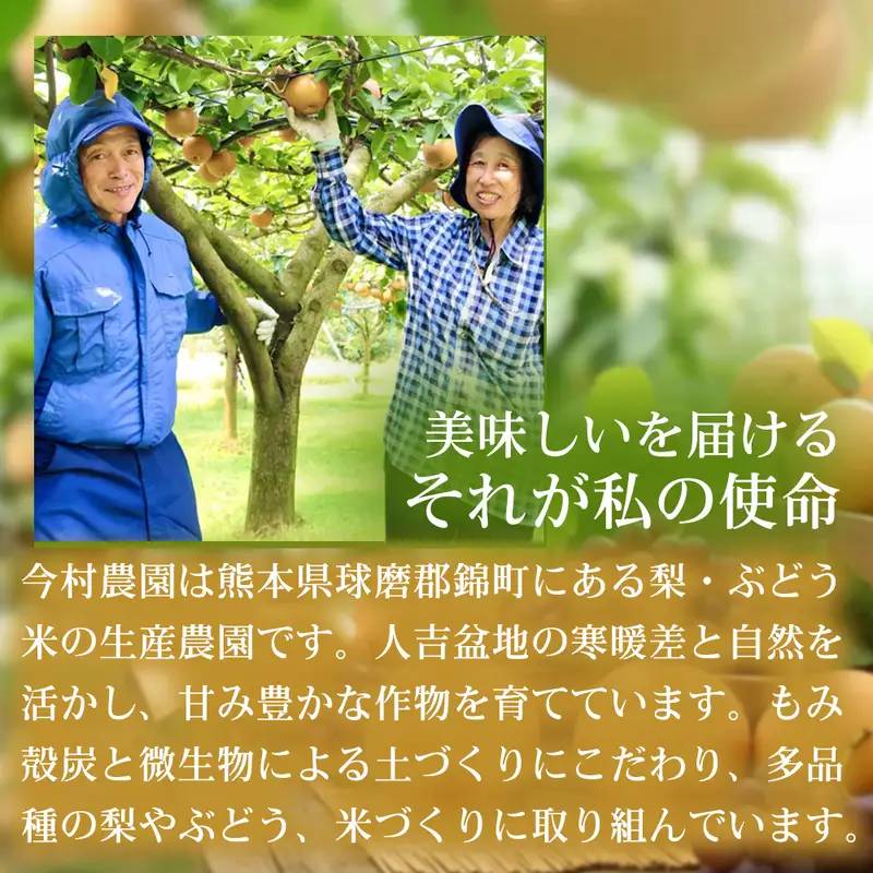 くまさんの輝き ブランド米 熊本県産 くまさんの輝き【5kg】【定期便2ヶ月】