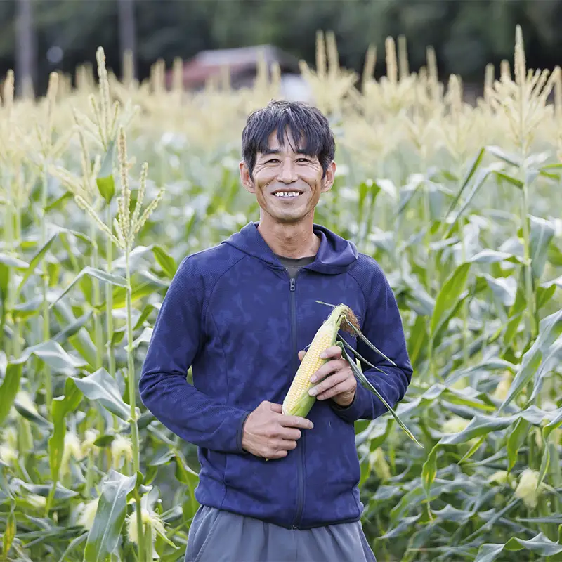 朝採り とうもろこし 6本 採れたて 朝採れ 糖度20以上 とうきび トウキビ トウモロコシ コーン 野菜 食品 F6L-1412