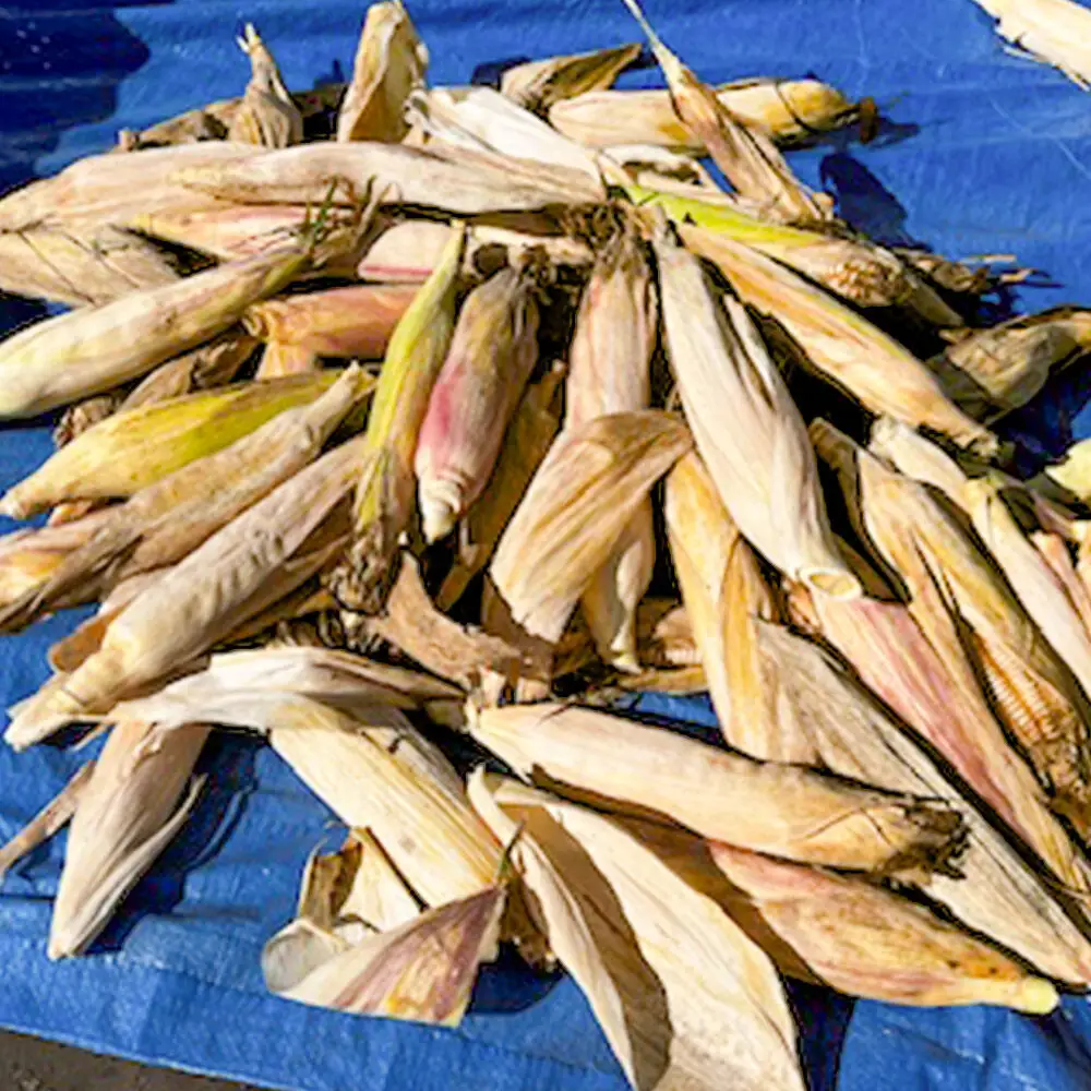きみがらぞうり Mサイズ（24cm）飼料用とうもろこしの皮を手編みした手編み草履
