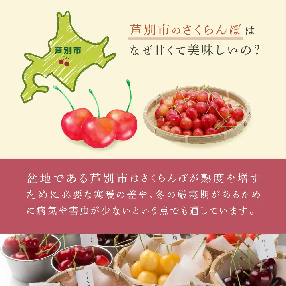 冷凍さくらんぼ 48粒 月山錦 冷凍 さくらんぼ