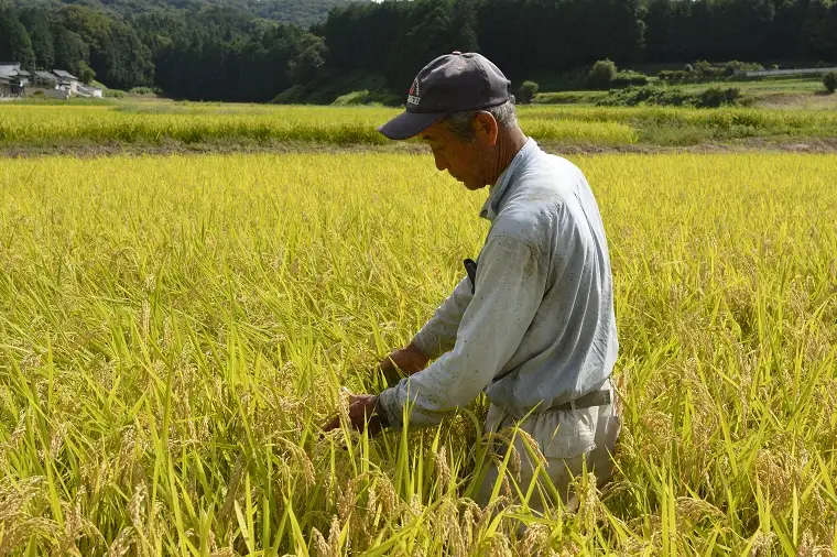 ＼先行予約・12月より順次発送・令和8年産／★令和8年産★ とちぎの星　白米5kg (AU023-ss-12)