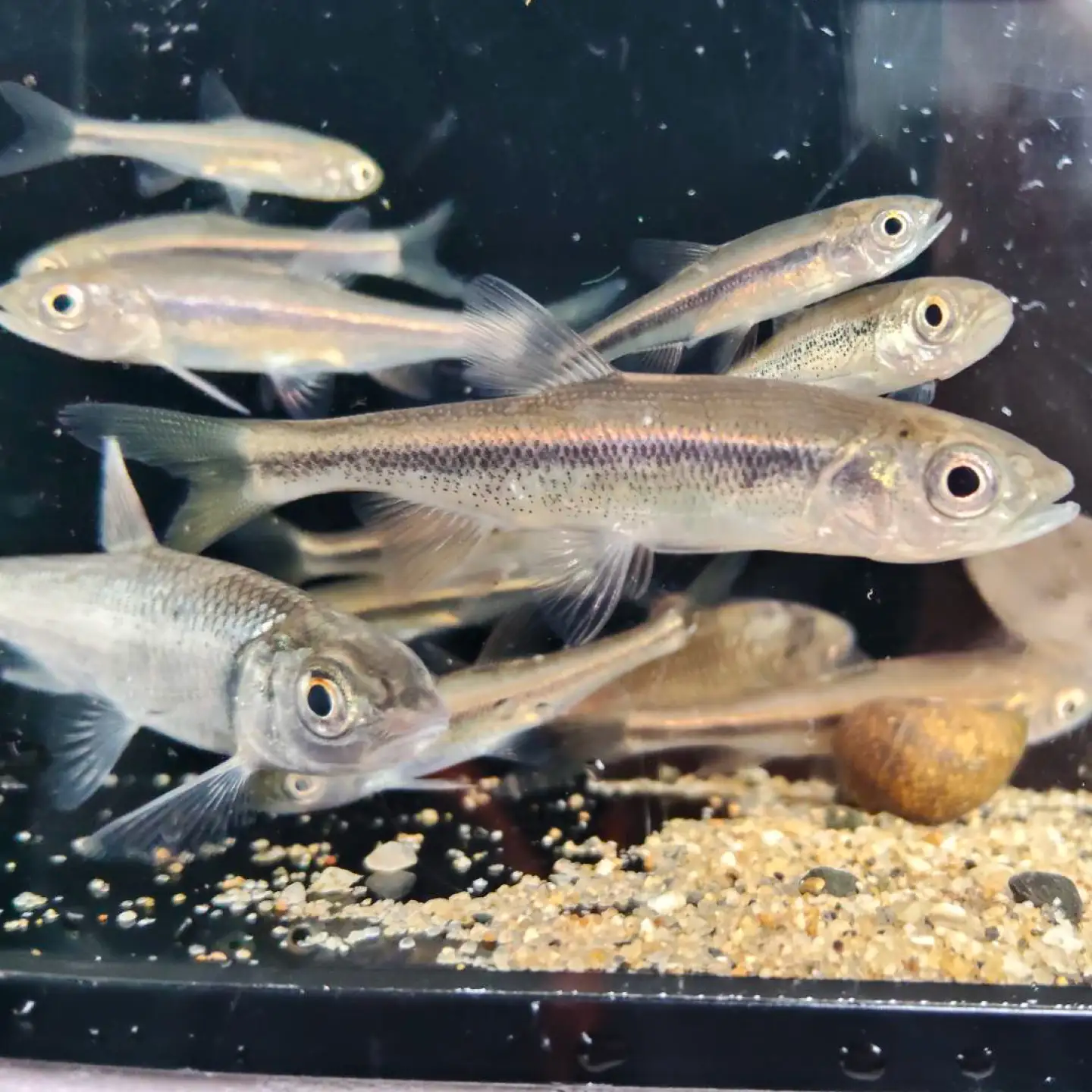 木曽川の生き物採集体験 1～3名まで 体験 チケット 採集 愛西市 / 艶麗[AEDD007]