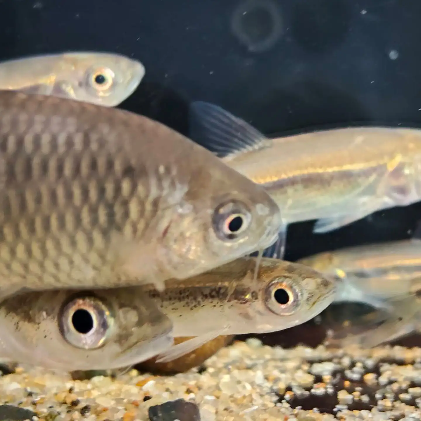 木曽川の生き物採集体験 (夜プラン) 1～3名まで 体験 チケット 採集 愛西市 / 艶麗[AEDD008]