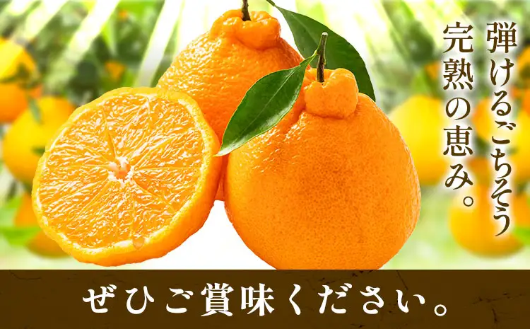 秀品 不知火 ( デコポン ) と同品種 約2kg しらぬい
