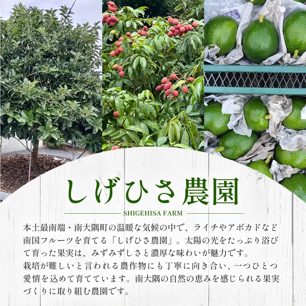【期間限定・数量限定】 2026年11月より順次発送予定 南大隅町産 生アボカド 約1kg （4品種から2種以上おまかせ）SG-2｜ 産地直送 国産 アボカド 新鮮 森のバター 希少 鹿児島県産 本土最南端 ピンカートン モンロー ジャンボイス エッティンガー しげひさ農園