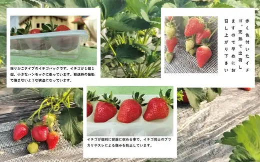 完熟で香り高い！秋田のイチゴ1パック ＜揺りかごパック＞　 45P3407【ひない渡辺農園しどけ村】