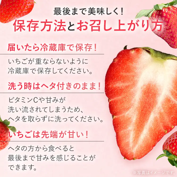 いちご   農家直送完熟いちご 紅ほっぺ 2パック 【2027年2月上旬～4月末頃に順次発送】 いちご  