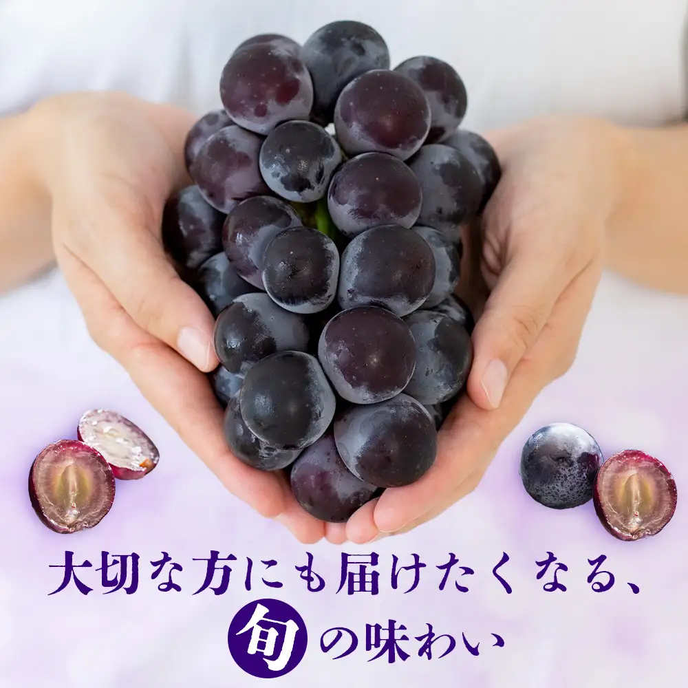 【先行受付 2026年発送】ナガノパープル2房セット【配送不可地域：離島・北海道・沖縄県・東北】【1345435】