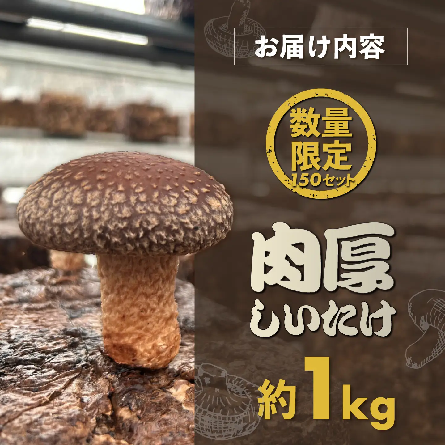 【先行予約】【数量限定150セット】不揃い肉厚しいたけ 約1kg　しいたけ シイタケ 椎茸 きのこ キノコ 不揃い 神奈川 横須賀[AKIO001]