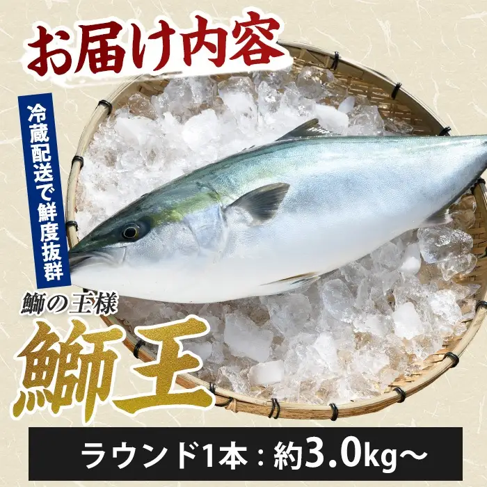 【14日前後で発送中】 テレビで紹介ぶりの王様 新物「 鰤王 」 まるごと 1本 （約3.0kg～） ラウンド 先行予約 産地直送 長島町 特産品 ブランド 鰤 冷蔵 ふるさと納税 ぶり 刺身 ぶりしゃぶ ぶり大根 海鮮丼【JFA】jfa-7114R8