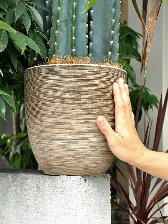 柱サボテン　デザインの良いテラコッタ鉢の鉢植え　サボテン　セレウス　鉢セットお買い得　カクタス　C4カクタス　敬老の日　ポイント消化　観葉植物