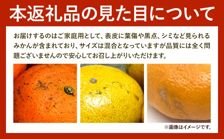 ご家庭用 温州みかん 約10kg