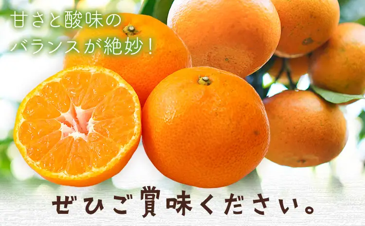 紀州みかん 約2kg ときわオンライン