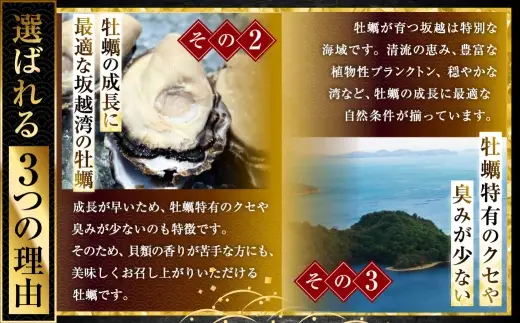 サムライゴールド 坂越産 殻付き生牡蠣 10個 かき カキ 牡蠣 生牡蠣 生がき 生ガキ 殻付き 殻 海の幸 魚介 貝 国産 兵庫県産