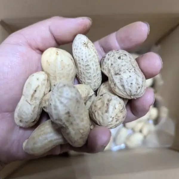 秦野の特産　生落花生　おおまさり　約500g from 名水の里　秦野　008-48