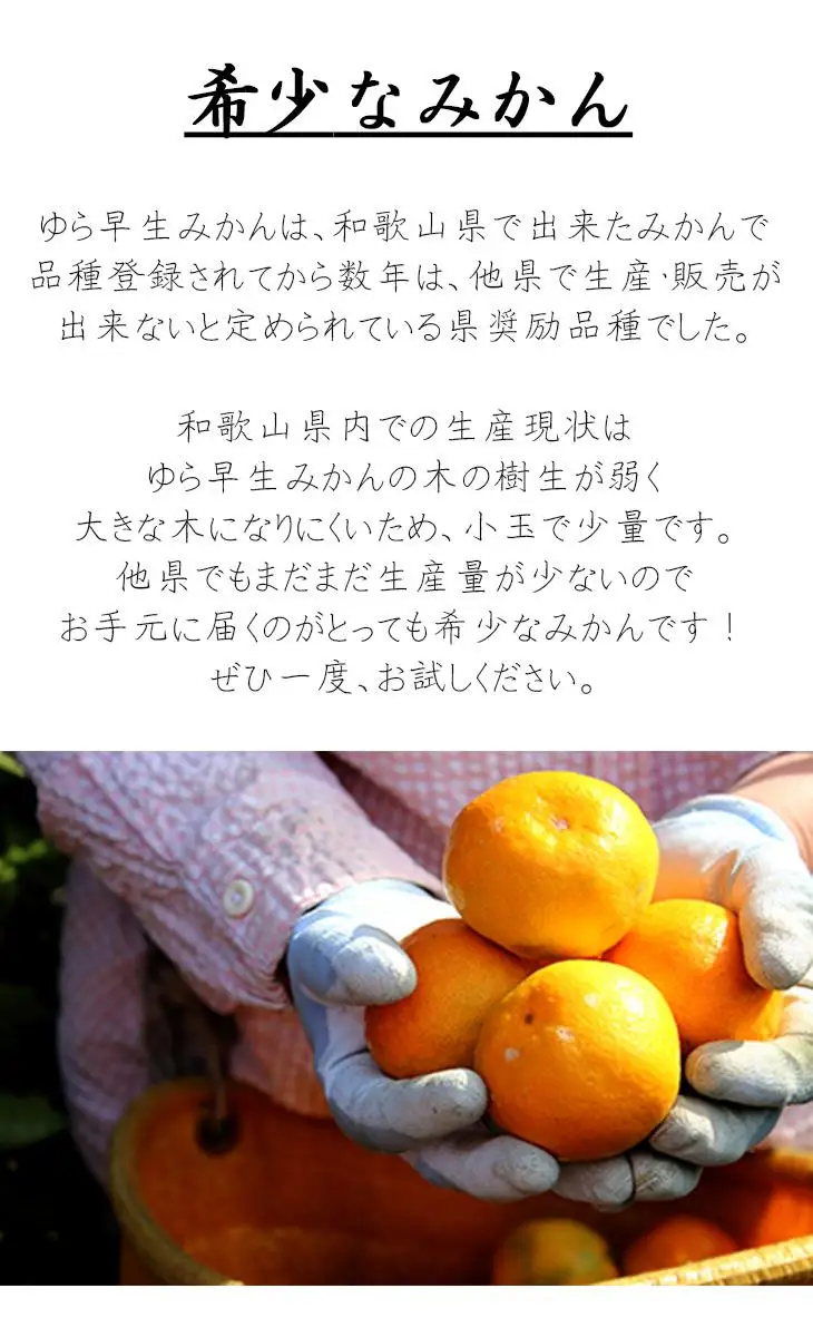訳あり 極早生みかん ゆら早生 大小混合 6.5kg 和歌山みかん