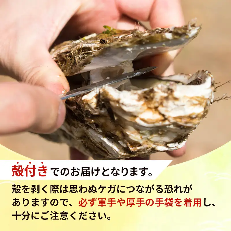 【先行予約】天然岩牡蠣 10～12個 生食可 象潟産 ナイフ無