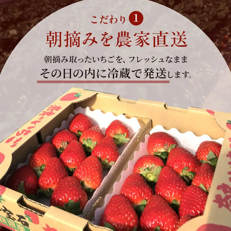 いちご 今西さん家の奈良いちご 古都華 奈乃華 いちご【約540g 270g×2パック】【定期便2回】【先行予約】