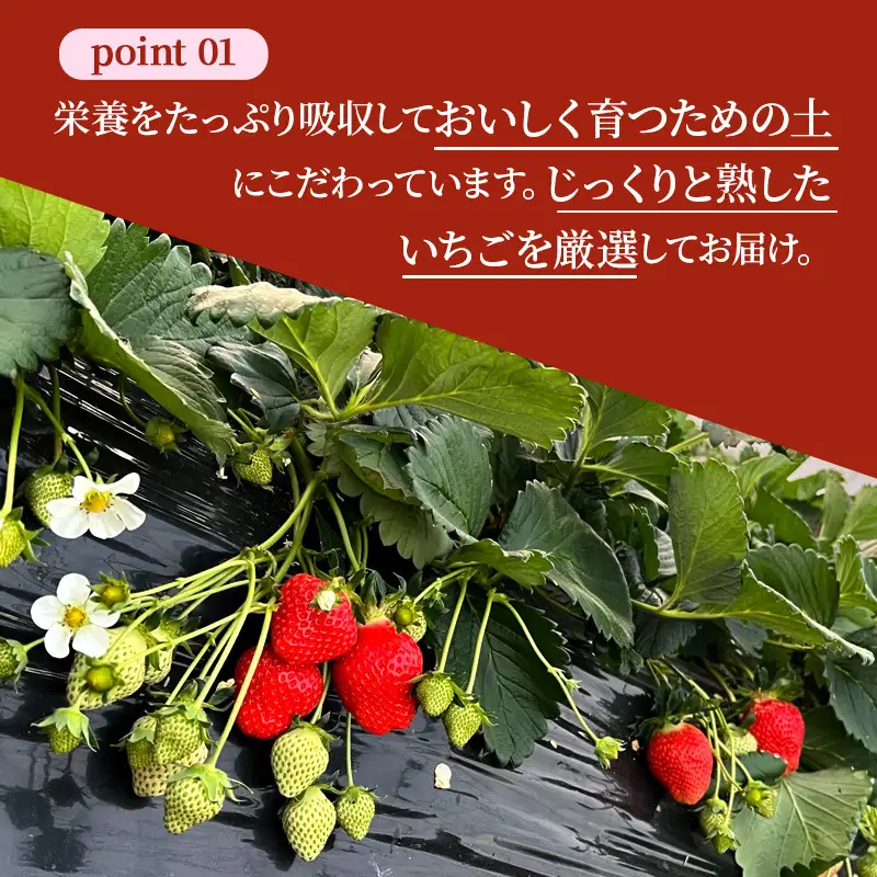 いちご あすかルビー 古都華 奈乃華 奈良県産 いちご【270g×2パック】【定期便3回】【先行予約】