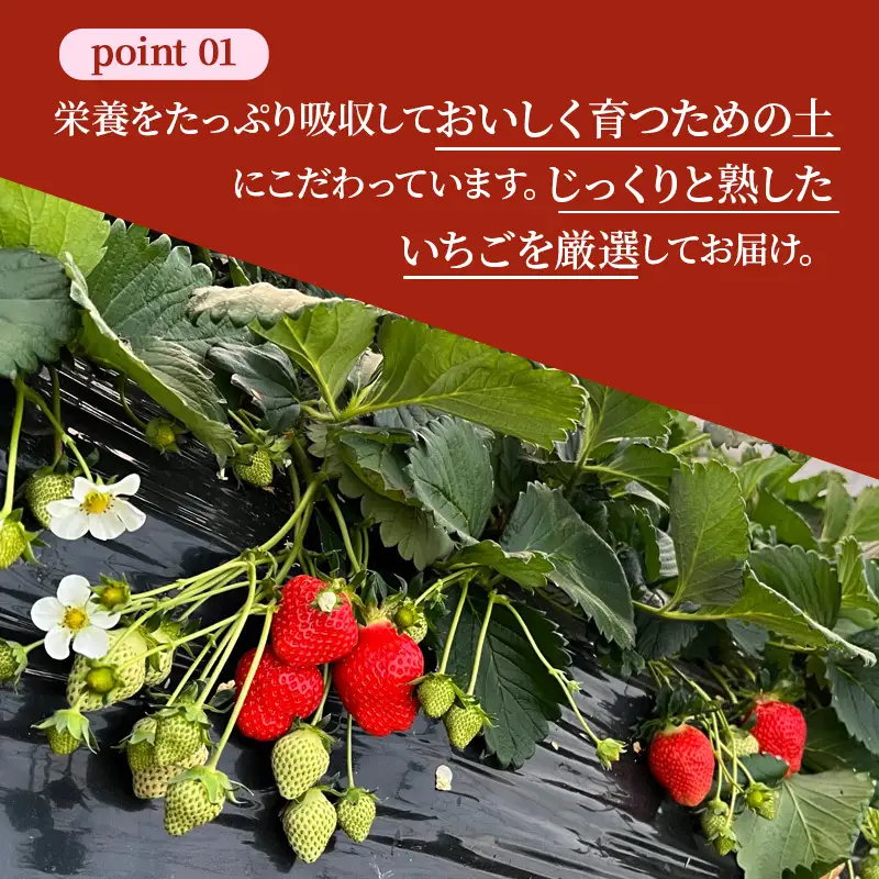 いちご 奈乃華 古都華 奈良県産 いちご【270g×2パック】【定期便2回】【先行予約】
